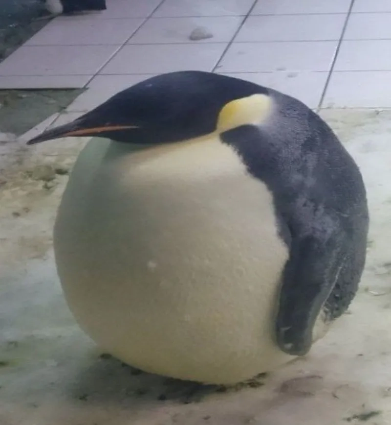 Con chim cánh cụt con khiến trái tim bạn tan chảy