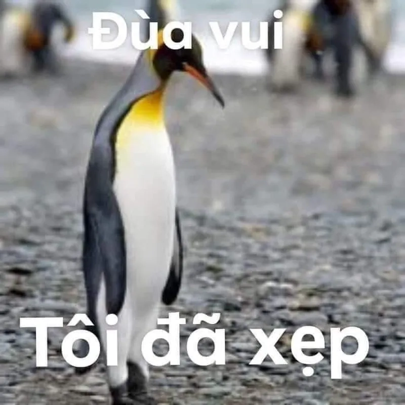 3 chú chim cánh cụt mang lại sự dễ thương cho người xem