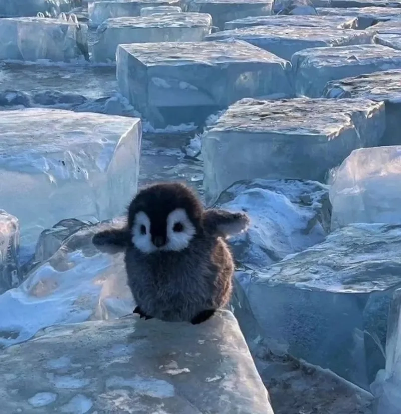 4 chim cánh cụt khiến bạn không thể không cảm thấy thích thú