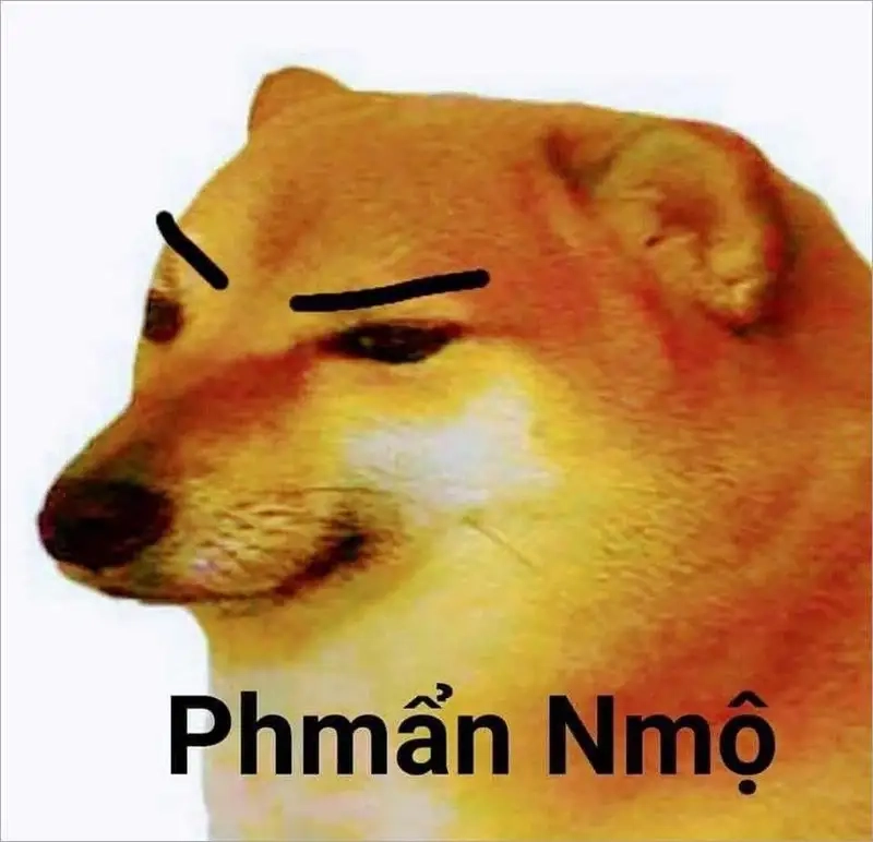 Shiba cheems meme vietnam mang đến những tiếng cười sảng khoái