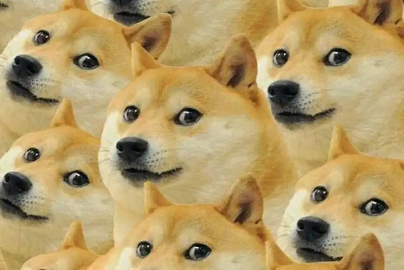 Shiba meme png dễ thương cho những ai yêu thích meme