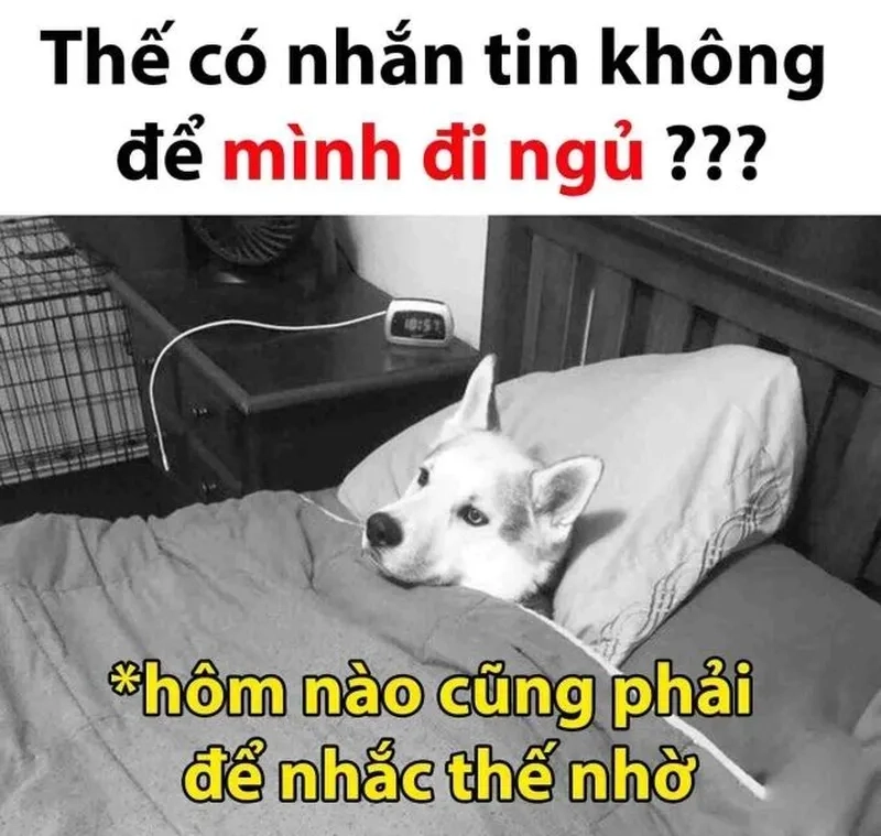 Meme ngủ đi nhắc nhở bạn nên nghỉ ngơi nhiều hơn