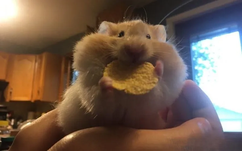 Ảnh chuột hamster cute meme khiến bạn không thể không mỉm cười