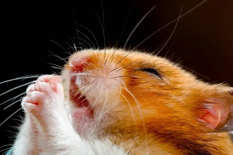 Hamster meme cute mang lại sự dễ thương cho người xem