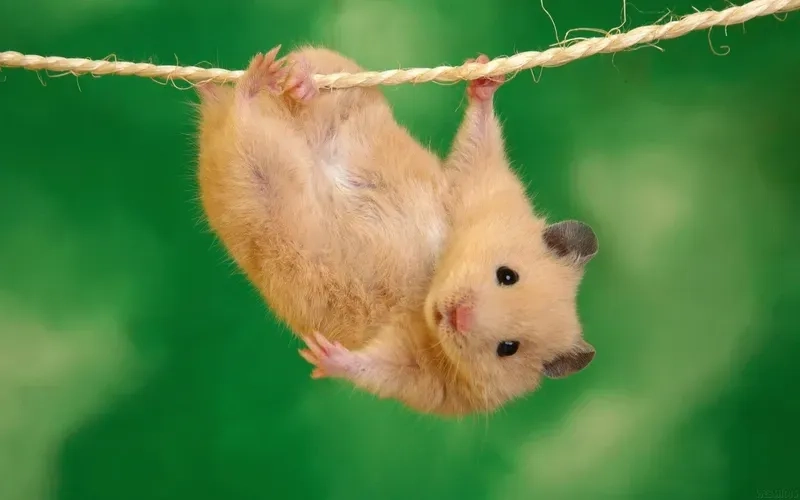 Hamster cute meme khiến trái tim bạn tan chảy với sự đáng yêu