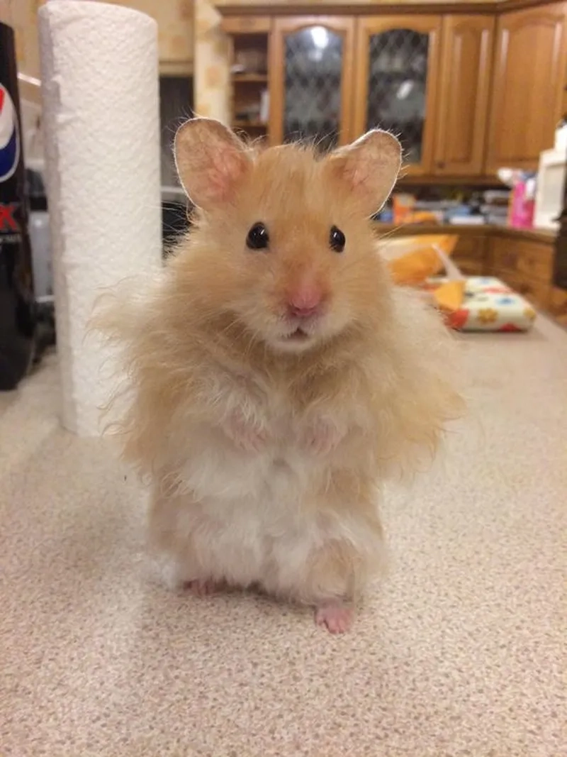 Cute hài hước meme chuột hamster mang lại tiếng cười cho mọi người