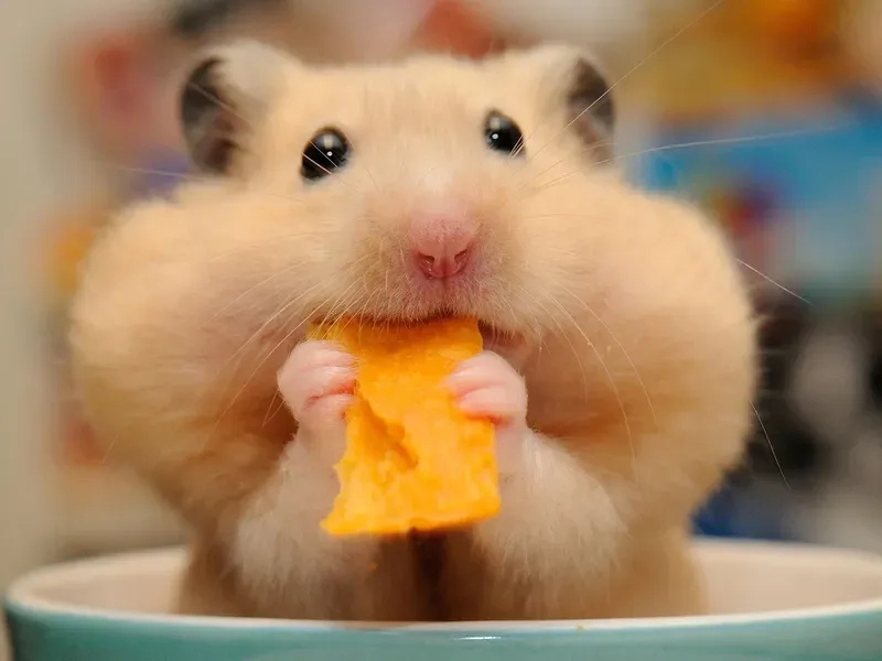Hamster hi meme mang lại sự thân thiện cho người xem
