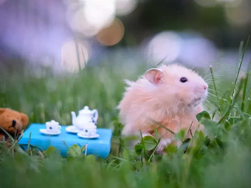 Meme ảnh chuột hamster hài hước mang lại tiếng cười cho người xem