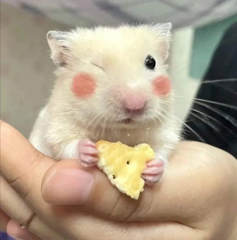 Hài hước meme chuột hamster mang lại những khoảnh khắc vui vẻ