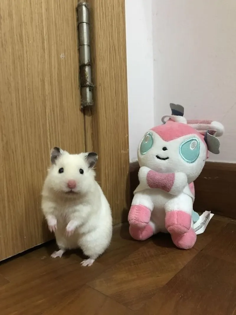 Meme hamster buồn mang lại sự đồng cảm cho người xem