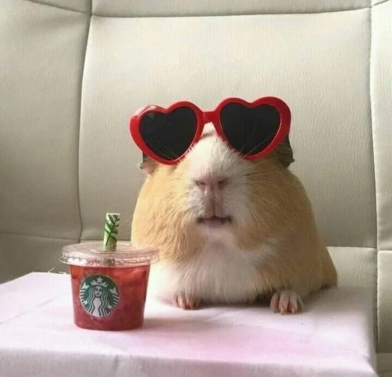 Hamster sad meme thể hiện sự buồn bã một cách hài hước