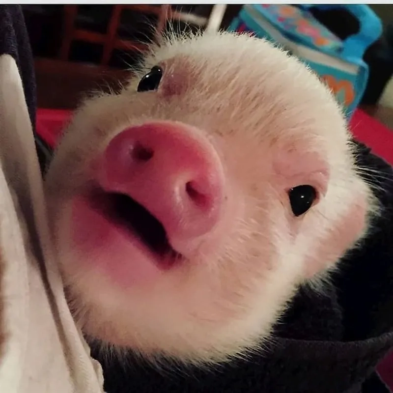 Meme con heo hồng khiến trái tim bạn tan chảy