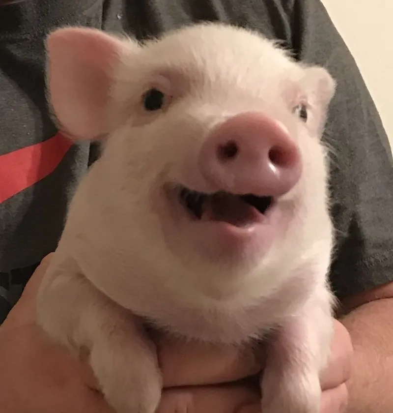 Giao heo meme mang lại sự hài hước cho người xem