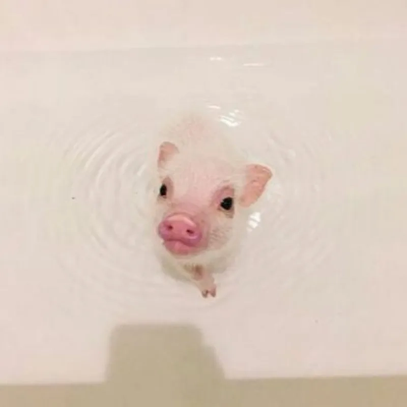 Con heo meme khiến mọi người không thể nhịn cười