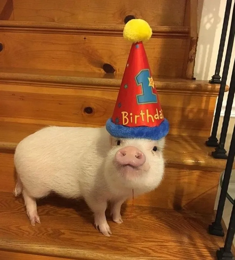 Heo hồng meme khiến bạn không thể không yêu thích sự đáng yêu