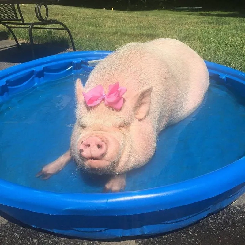 Ôm heo meme khiến bạn không thể không cảm thấy thích thú