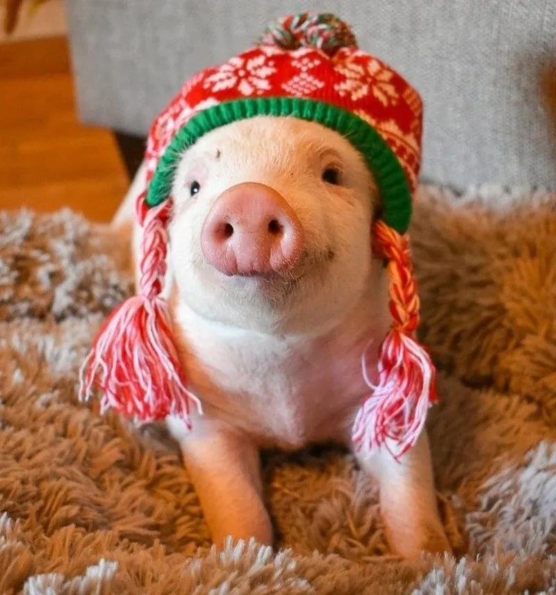 Heo đen meme mang lại sự dễ thương cho người xem