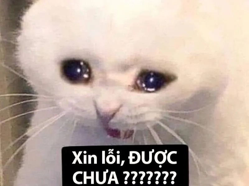 Meme chó đáng yêu khiến bạn không thể không yêu thích sự dễ thương