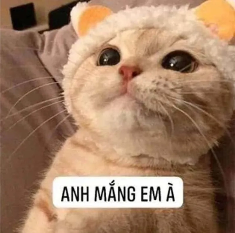 Meme abu đáng yêu vậy trời mang lại những khoảnh khắc vui vẻ