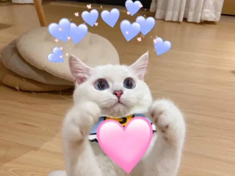 Meme ok cute mang lại sự dễ thương cho người xem