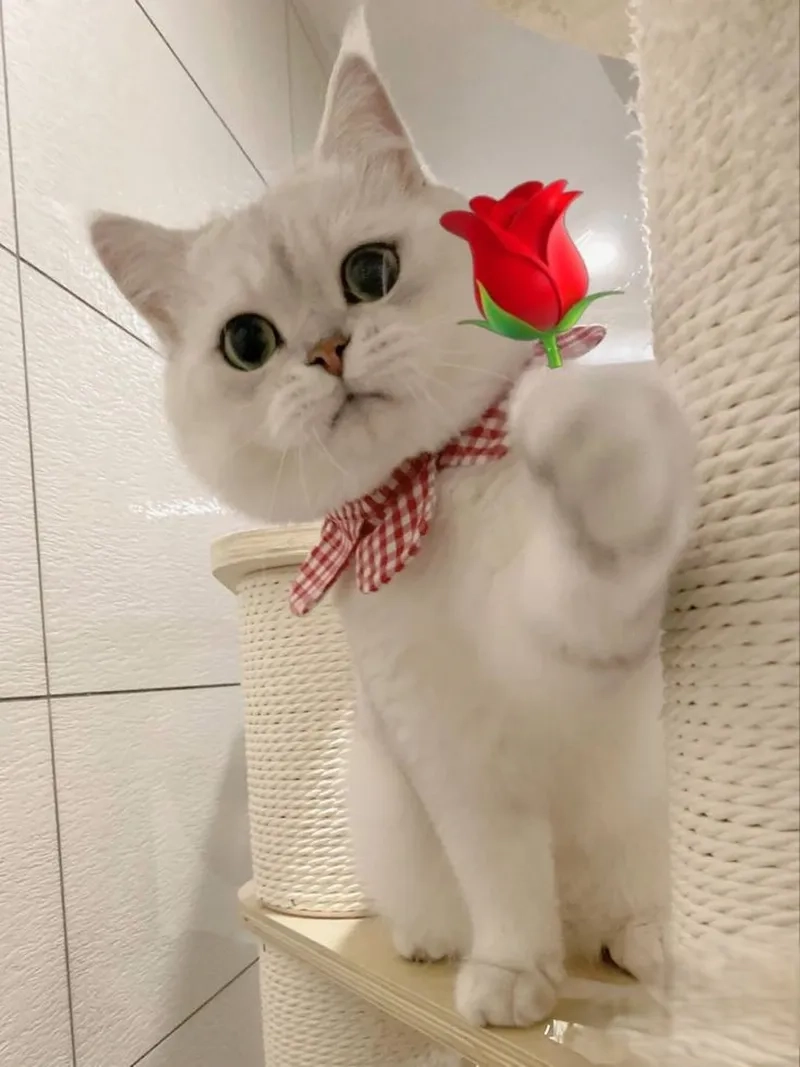 Meme ảnh em bé cute mang lại sự dễ thương cho người xem