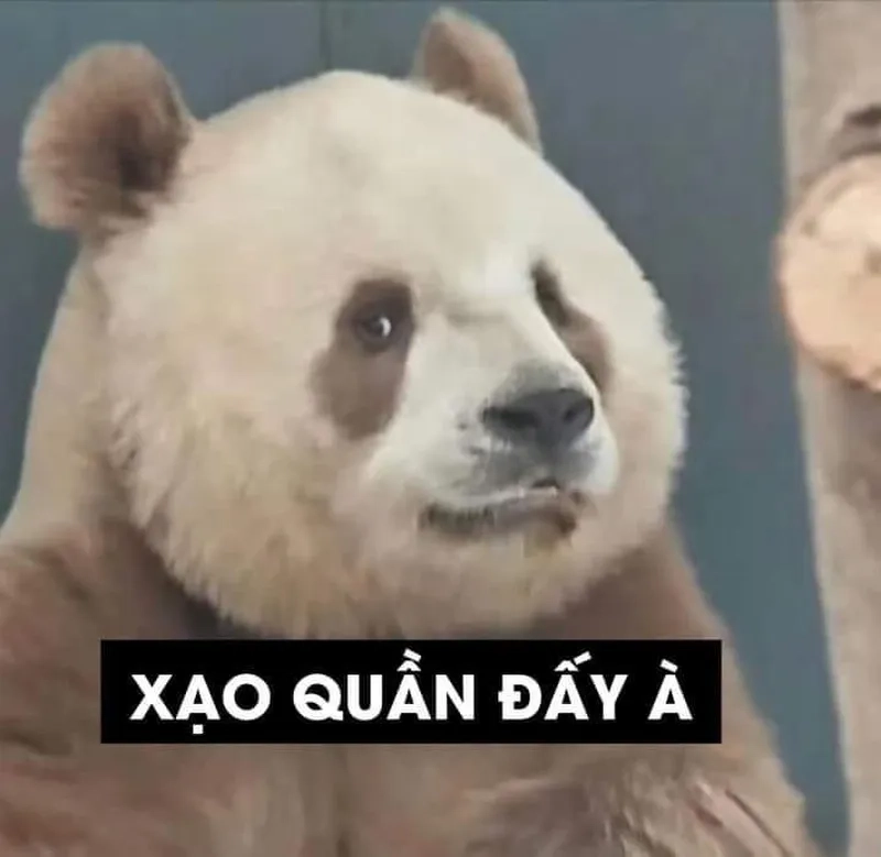 Chia sẻ ảnh meme gấu trúc để mang lại niềm vui cho bạn bè