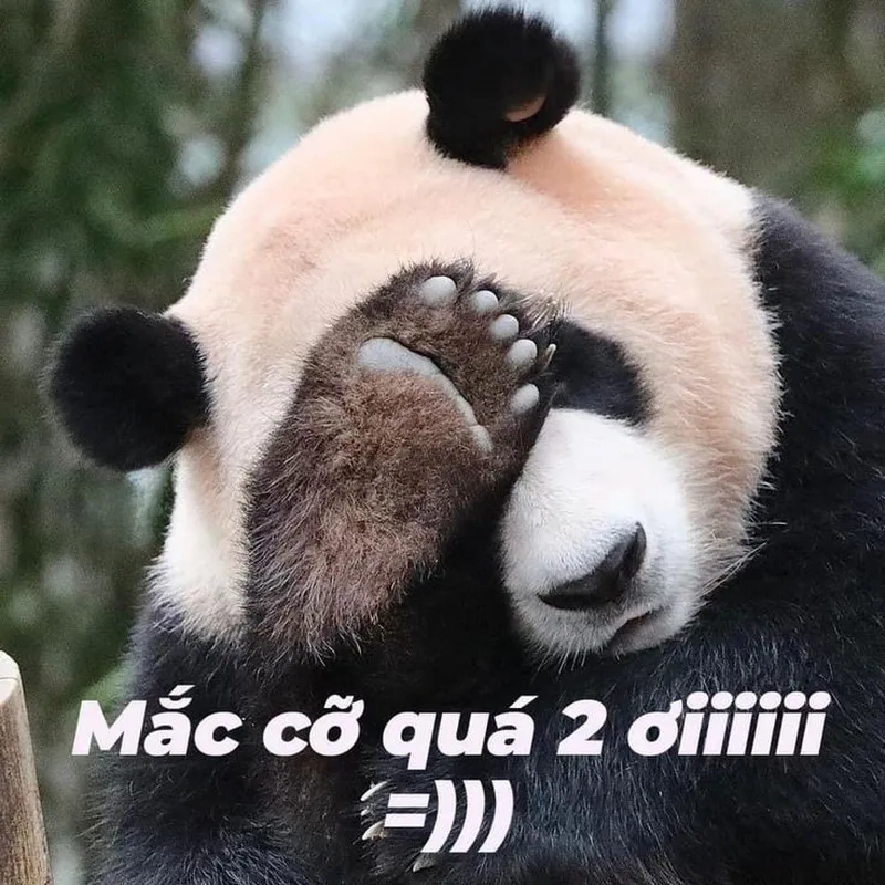 Meme gấu trúc bựa Trung Quốc khiến bạn cảm thấy hài hước