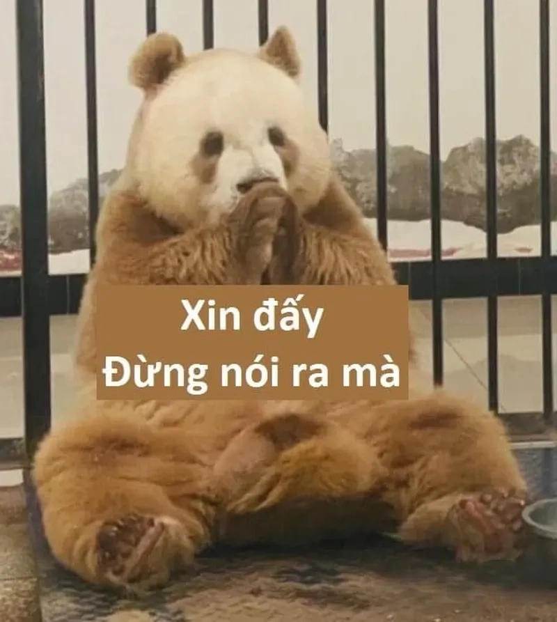 Meme gấu trúc Trung Quốc mang lại những khoảnh khắc thú vị