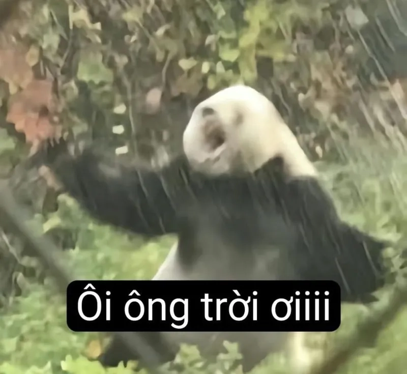 Meme bựa gấu trúc khiến bạn không thể nhịn cười