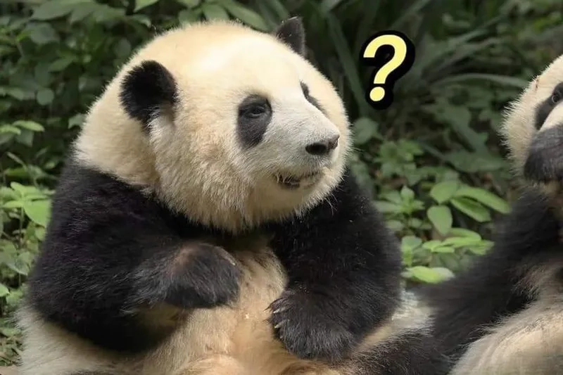 Meme gấu trúc mắt thâm khiến bạn cảm thấy đồng cảm