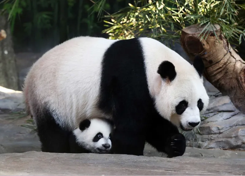 Chia sẻ ảnh meme gấu trúc bựa để mang lại tiếng cười