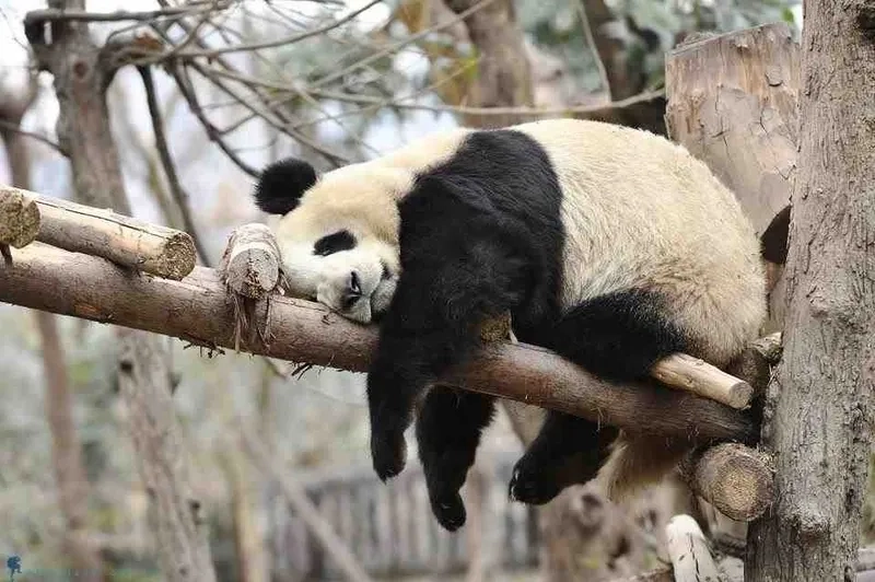 Meme hài hước gấu trúc khiến bạn không thể nhịn cười