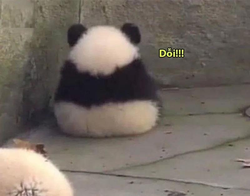 Meme gấu trúc ok mang lại sự hài hước cho bạn