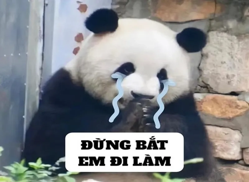 Meme gấu trúc mệt mỏi thể hiện sự đồng cảm