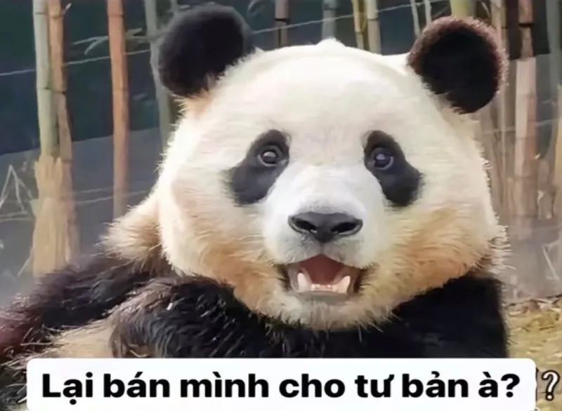 Meme con gấu trúc dễ thương khiến bạn muốn ôm ngay