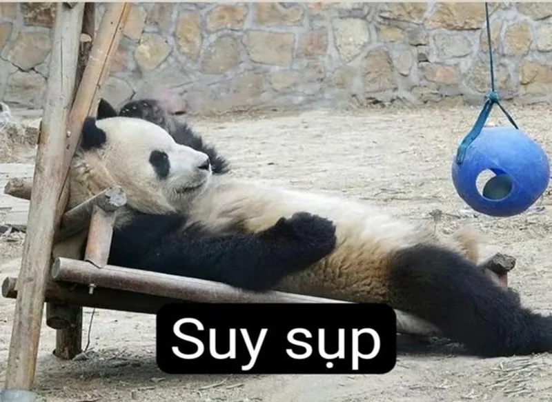 Meme gấu trúc cảm ơn mang lại sự dễ thương cho bạn