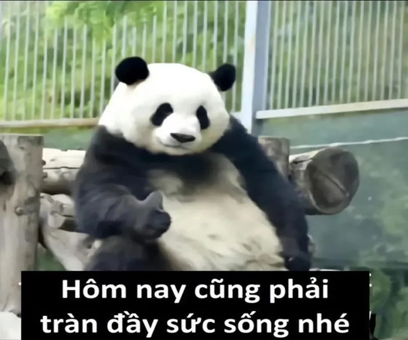 Meme gấu trúc troll kết thúc bài thuyết trình thật hài hước