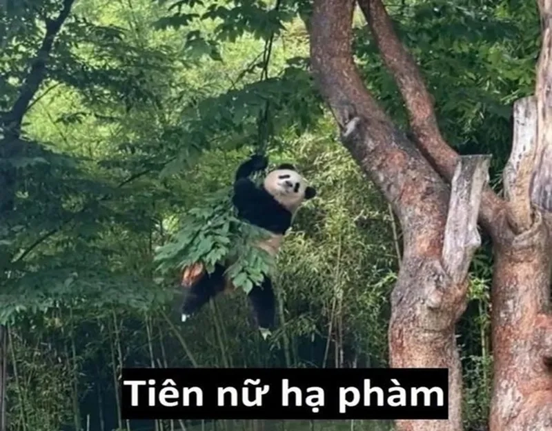 Meme Trung Quốc gấu trúc mang lại những khoảnh khắc thú vị