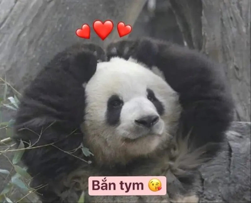 Meme gấu trúc khóc cười mang lại cảm xúc hài hước và sâu sắc