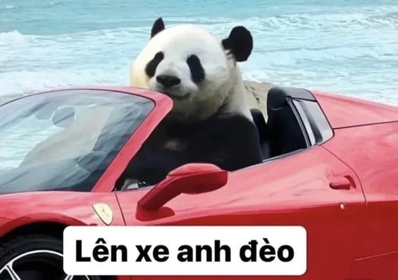 Meme mắt gấu trúc thể hiện sự dễ thương và hài hước
