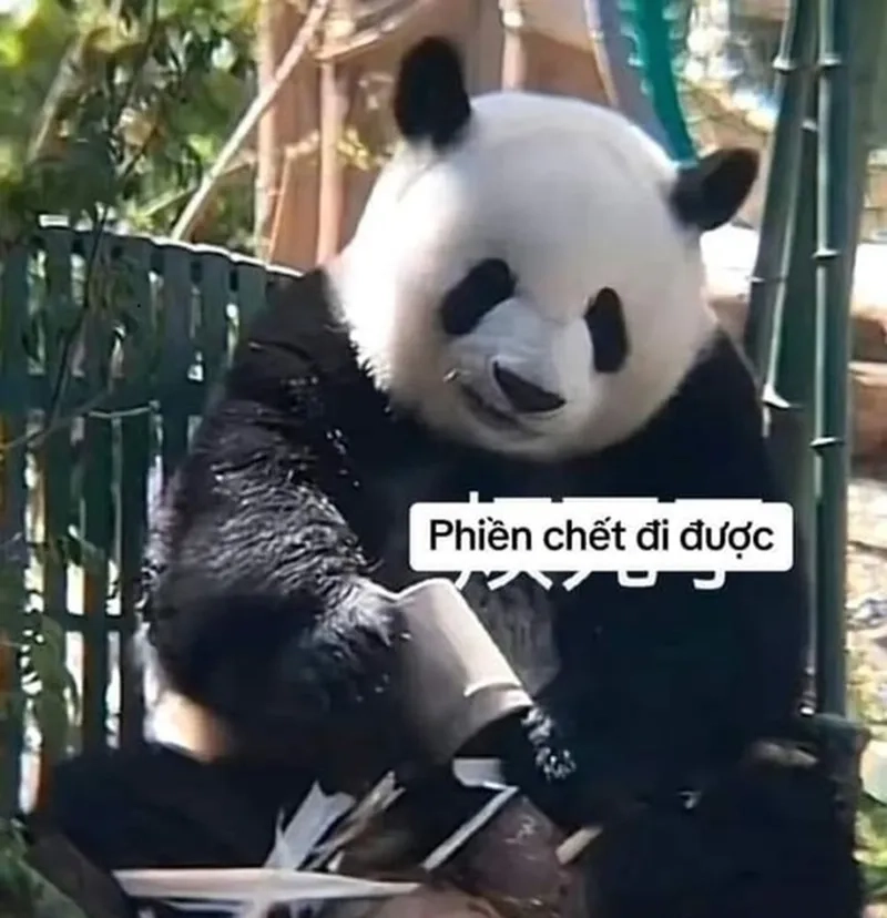 Meme hài hước gấu trúc khiến bạn không thể nhịn cười