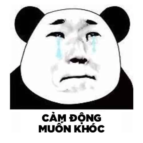 Meme gấu trúc thật mang lại sự hài hước cho cuộc sống