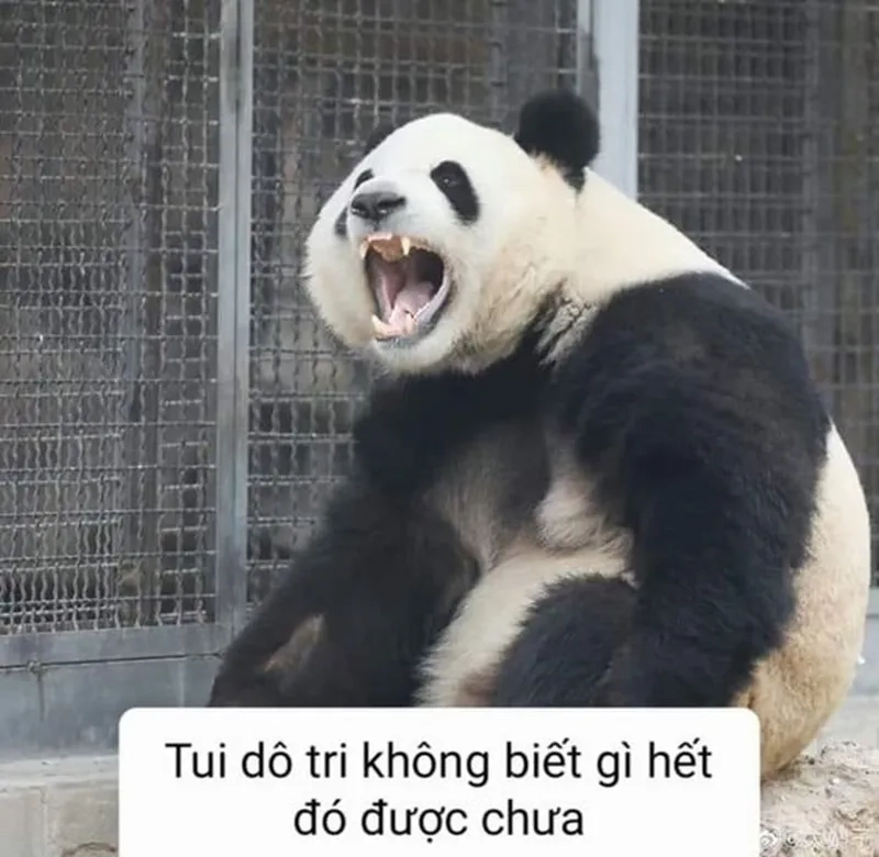 Meme gấu hồng mang lại tiếng cười cho mọi người