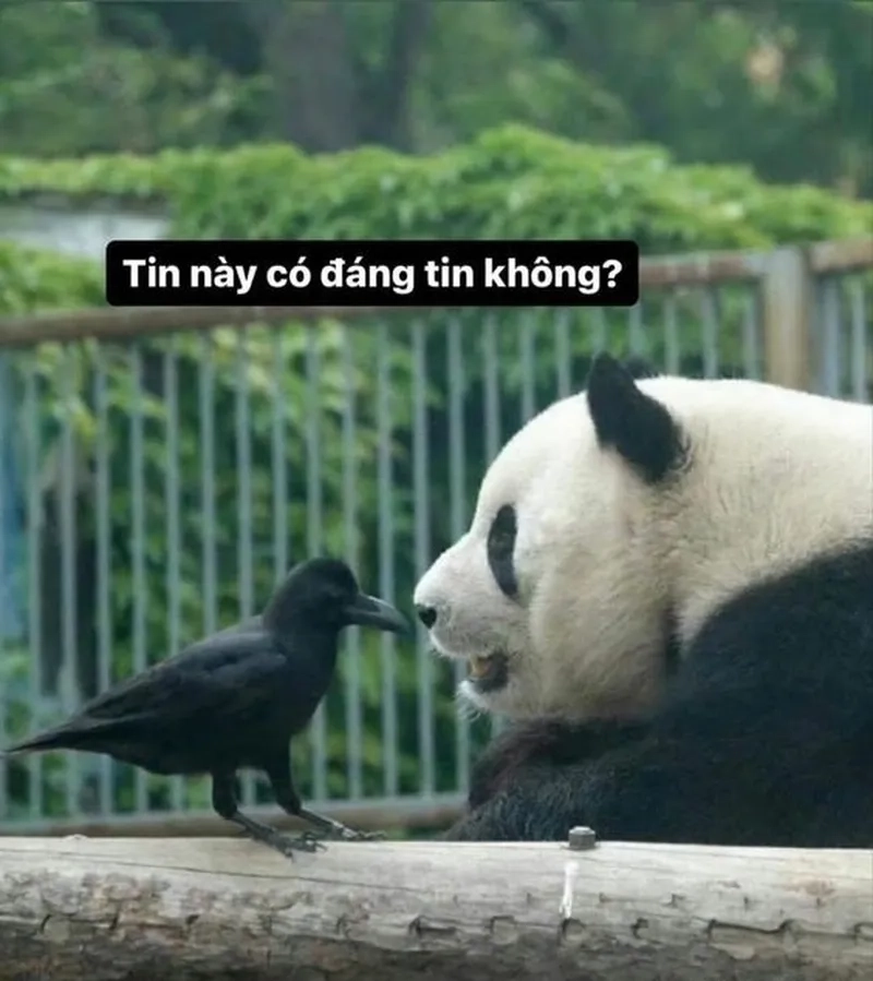 Meme gấu hồng loopy tạo nên những khoảnh khắc thú vị