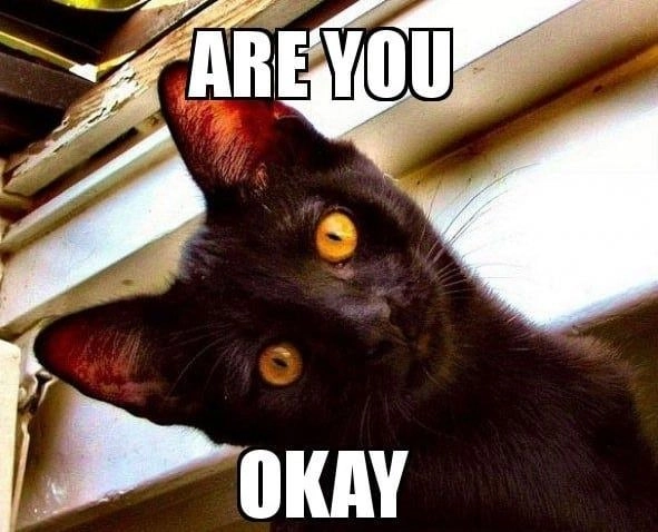 Meme oke mang lại những khoảnh khắc vui vẻ cho người xem