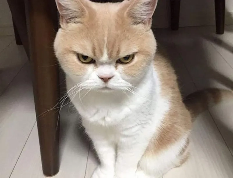 Mặt tức giận meme mang lại tiếng cười cho những ai yêu thích hài hước