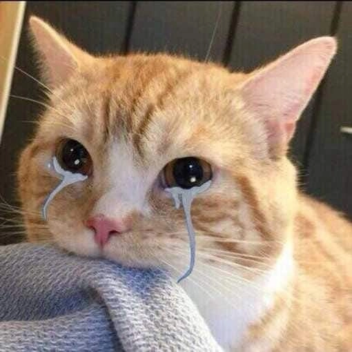 Ảnh meme anime cute khiến bạn không thể không yêu thích sự dễ thương