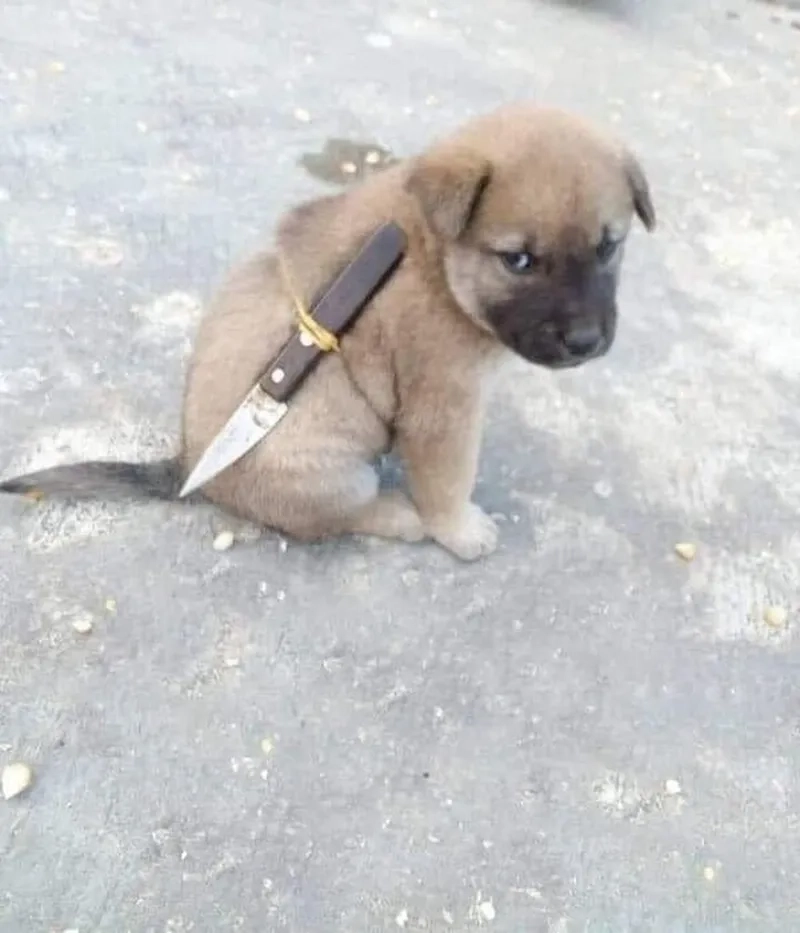 Meme con mèo cầm dao thể hiện sự hài hước trong từng khoảnh khắc