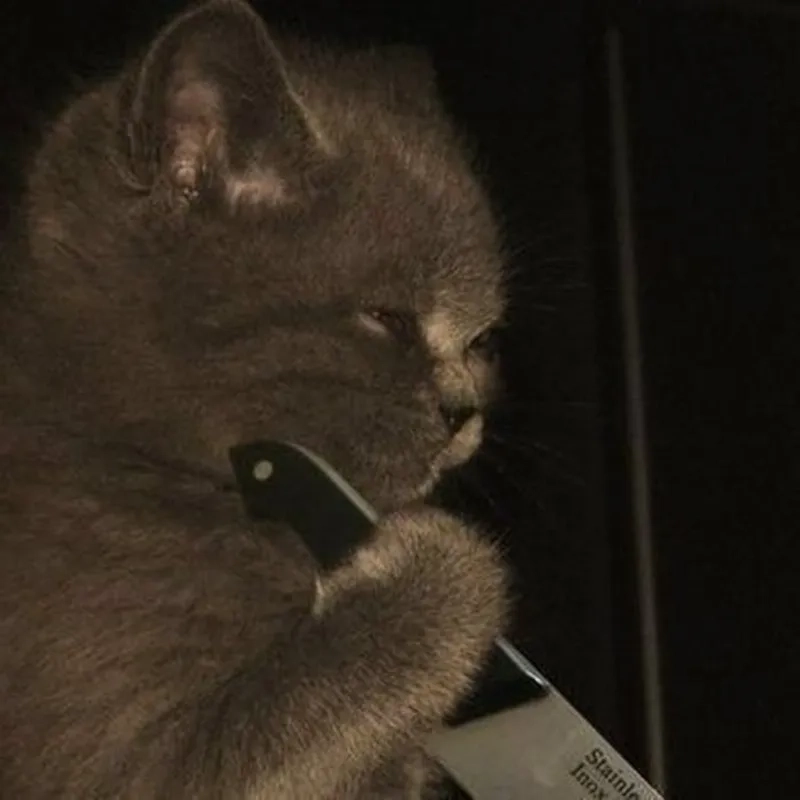 Ảnh meme mèo cầm súng khiến mọi người không thể nhịn cười