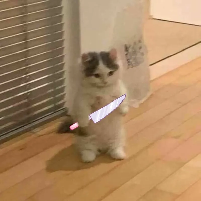 Người que meme cheems mèo cầm phóng lợn khiến bạn không thể không yêu thích